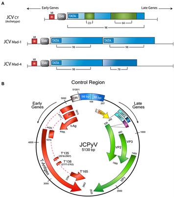 Human Polyomavirus JCPyV and Its Role in Progressive Multifocal Leukoencephalopathy and Oncogenesis